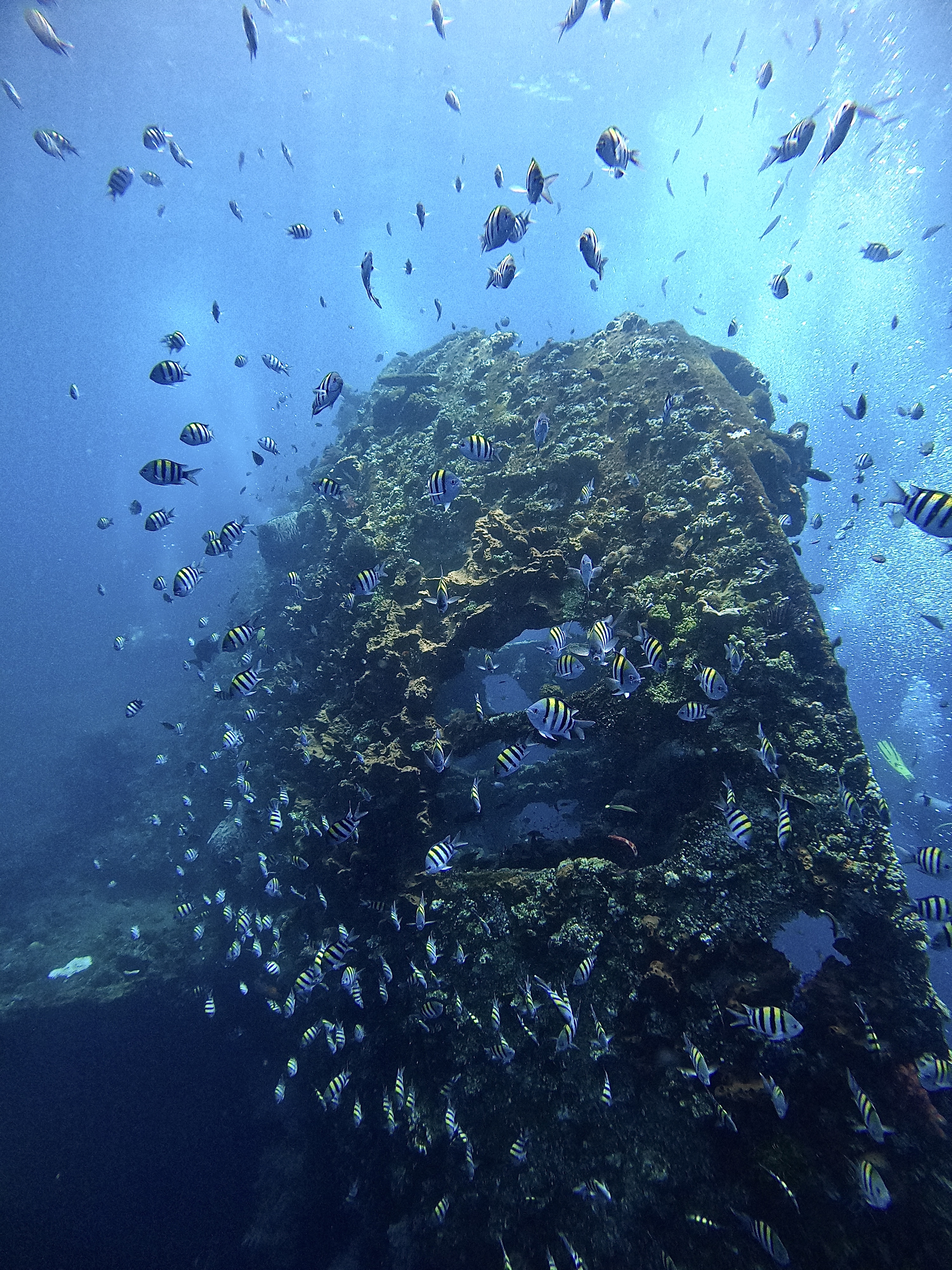 Diver exploring the USAT Liberty shipwreck draped in coral in Tulamben, Bali